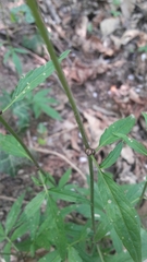 Cardamine bulbifera