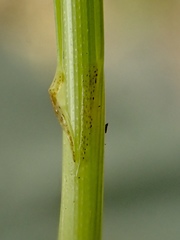 Cyperus niger