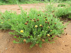 Pentzia sphaerocephala