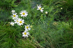 Tripleurospermum inodorum