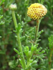 Pentzia sphaerocephala
