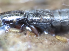 Homaeotarsus
