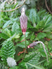 Chaptalia arechavaletae