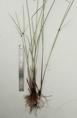 Cyperus niger
