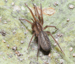 Liocranidae