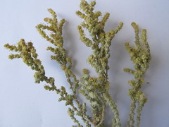 Atriplex julacea