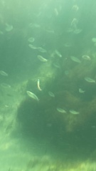 Opisthonema oglinum