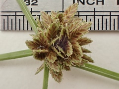 Cyperus niger