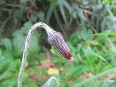 Chaptalia arechavaletae