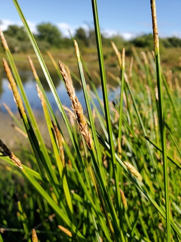 Image of Eleocharis quadrangulata by (c) Tom Field, some rights reserved (CC BY)