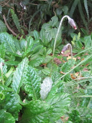 Chaptalia arechavaletae