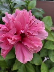 Hibiscus rosa-sinensis