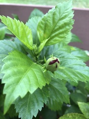 Hibiscus rosa-sinensis