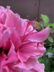 Hibiscus rosa-sinensis