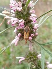 Zelus laticornis