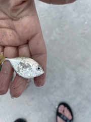 Chloroscombrus chrysurus