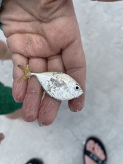 Chloroscombrus chrysurus