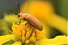 Nemognatha punctulata