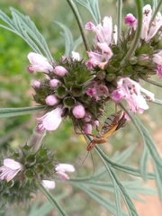 Zelus laticornis
