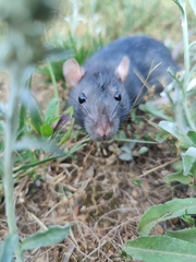 Rattus norvegicus domestica