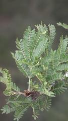 Vachellia robusta robusta