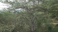 Vachellia robusta robusta