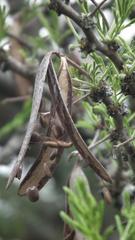 Vachellia robusta robusta