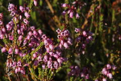 Erica verecunda