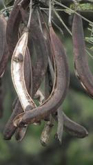 Vachellia robusta robusta