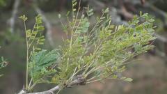 Vachellia robusta robusta
