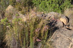 Erica verecunda