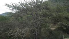 Vachellia robusta robusta