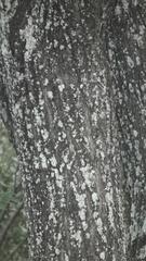 Vachellia robusta robusta