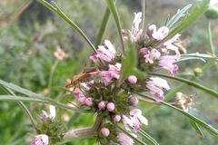 Zelus laticornis