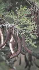 Vachellia robusta robusta