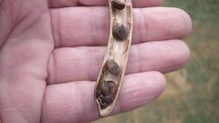 Vachellia robusta robusta