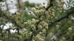 Vachellia robusta robusta