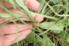 Helichrysum allioides