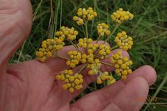 Helichrysum allioides