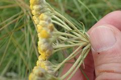 Helichrysum allioides