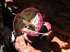 Adromischus triflorus
