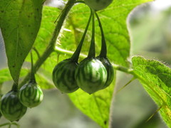 Solanum acerifolium