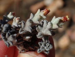 Helichrysum zwartbergense