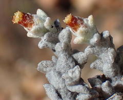 Helichrysum zwartbergense