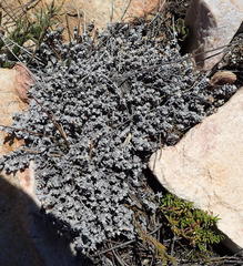 Helichrysum zwartbergense