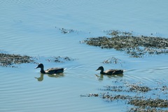 Anas platyrhynchos