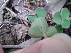 Oxalis imbricata violacea