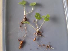 Oxalis imbricata violacea