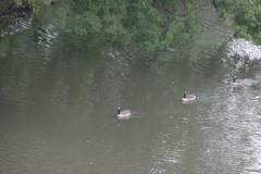 Branta canadensis