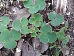 Oxalis imbricata violacea